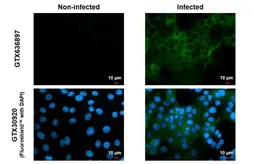 Anti-Chikungunya virus nsP2 antibody [HL1431] used in Immunocytochemistry/ Immunofluorescence (ICC/IF). GTX636897